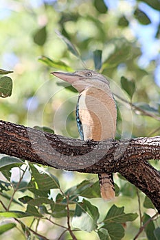 Blue Winged Kookaburra Kimberley Western Australia