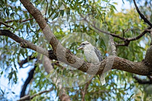Kookaburra on a tree photo