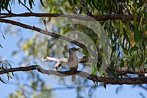 Blue Winged Kookaburra perched in the tree