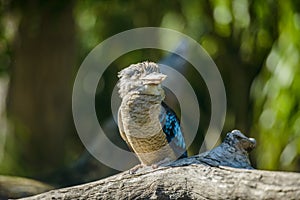 Blue winged kookaburra portrait