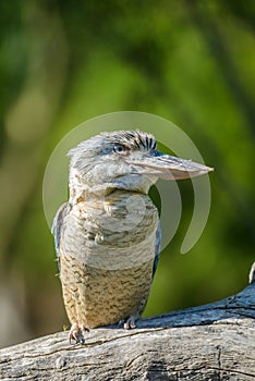 Blue winged kookaburra portrait