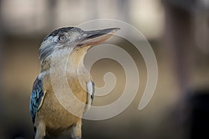 Blue winged Kookaburra