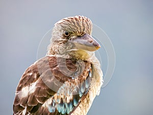 Blue-winged Kookaburra in Queensland Australia