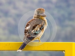 Blue-winged Kookaburra in Queensland Australia