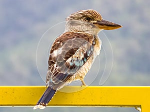 Blue-winged Kookaburra in Queensland Australia