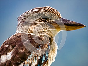 Blue-winged Kookaburra in Queensland Australia