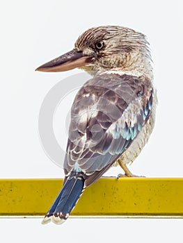 Blue-winged Kookaburra in Queensland Australia