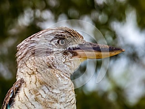 Blue-winged Kookaburra in Queensland Australia