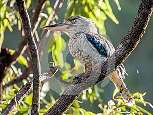 Blue-winged Kookaburra in Queensland Australia