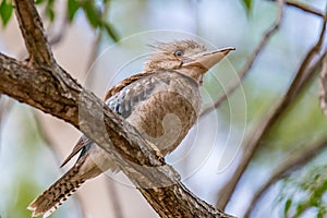 Blue-winged Kookaburra sitting on Branch of a Tree, Queensland Australia