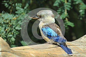 Blue-winged kookaburra