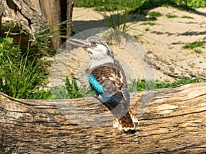 Blue winged kookaburra standing on a log