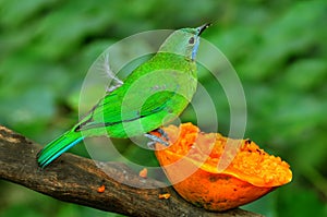 Leafbird blue-winged