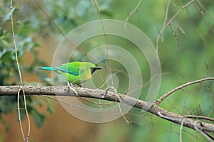 Blue-winged leafbird