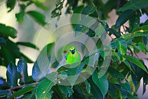 Blue-winged Leafbird