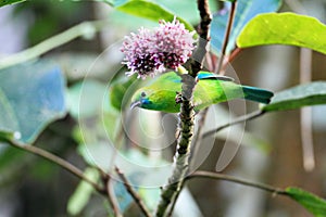 Blue-winged Leafbird