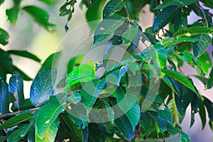 Blue-winged Leafbird