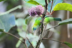 Blue-winged Leafbird