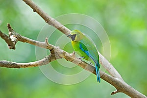 Blue winged Leafbird (male)