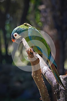 Blue-winged Macaw Parrot