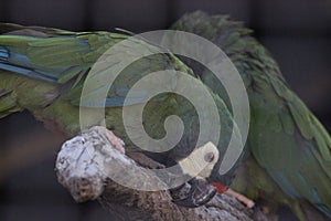 Blue-winged macaw Primolius maracana