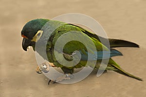 The Blue-winged macaw Primolius maracana.