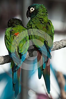 Blue-winged macaw (Primolius maracana), also known as the Illige