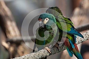 Blue-winged macaw (Primolius maracana), also known as the Illige