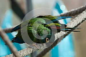 Blue-winged macaw (Primolius maracana), also known as the Illige