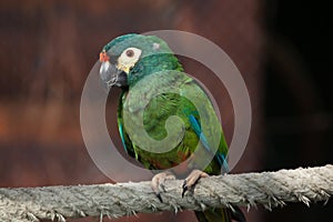 Blue-winged macaw (Primolius maracana), also known as the Illige