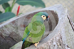 Blue-winged Macaw photo