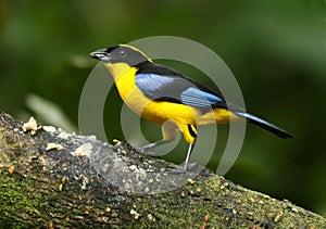 Blue-winged Mountain-Tanager