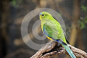 The blue winged parrot is perched on a branch
