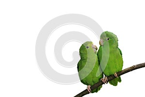 Blue-winged Parrotlets in Love Isolated with Text