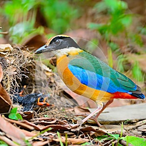 Blue-winged Pitta