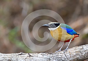 Blue-winged Pitta