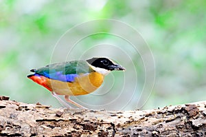 Blue winged Pitta bird