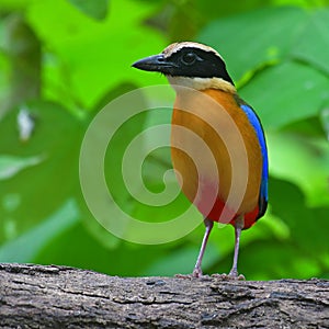 Blue-winged Pitta Bird