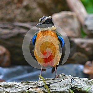 Blue-winged Pitta Bird