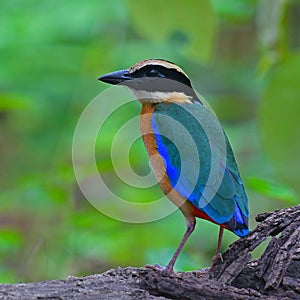 Blue-winged Pitta Bird