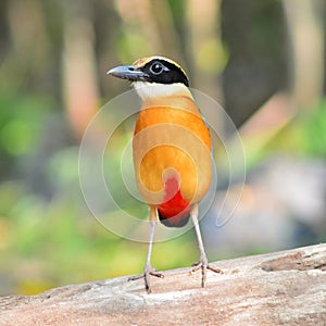 Blue winged Pitta bird