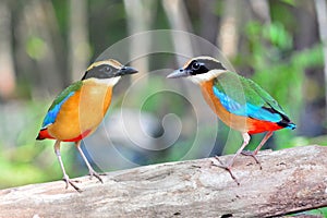 Blue winged Pitta bird photo