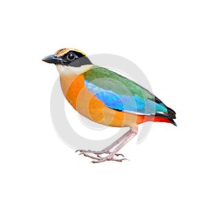 Blue winged Pitta bird