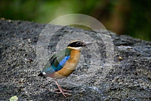 Blue-winged Pitta, colorful birds looking for food in the forest