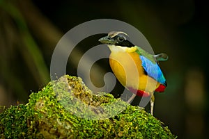 Blue-winged Pitta