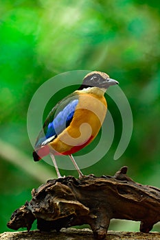 Blue-winged Pitta or Pitta moluccensis.