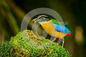 Blue-winged Pitta