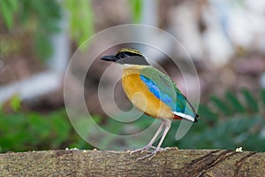 Blue-Winged Pitta beside my home