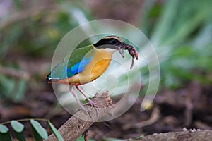 Blue-Winged Pitta beside my home