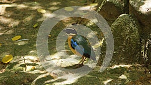 The blue-winged pitta is a passerine bird in the family Pittidae native to Australia and Southeast Asia